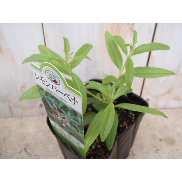 人気のハーブ レモンバーベナ 料理 ハーブティー 香り Herb フラワーネット日本花キ流通 通販 Yahoo ショッピング