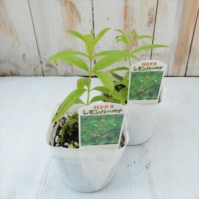 人気のハーブ レモンバーベナ 料理 ハーブティー 香り Herb フラワーネット日本花キ流通 通販 Yahoo ショッピング