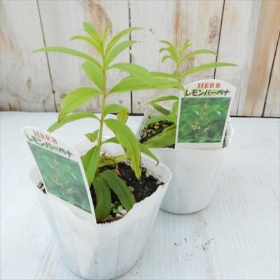 日本花キ流通 レモンバーベナ 苗 9cmポット ハーブ苗 Herb 日本花キ流通 レモンバーベナ 苗 9cmポット ハーブ苗 Herb