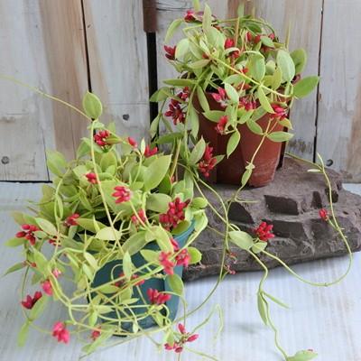 袋状の葉っぱが印象的 カンガルーポケット ディスキディア つる性 ポット苗 7 5cmポット フラワーネット日本花キ流通 通販 Yahoo ショッピング