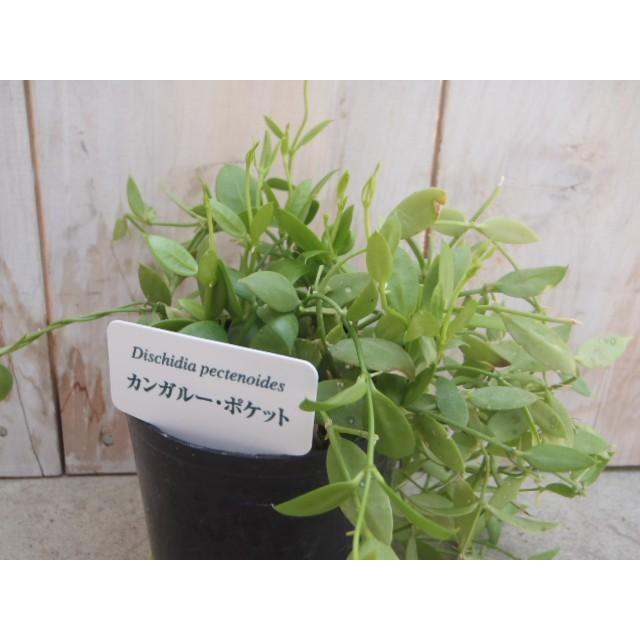 袋状の葉っぱが印象的 カンガルーポケット ディスキディア つる性 ポット苗 7 5cmポット フラワーネット日本花キ流通 通販 Yahoo ショッピング