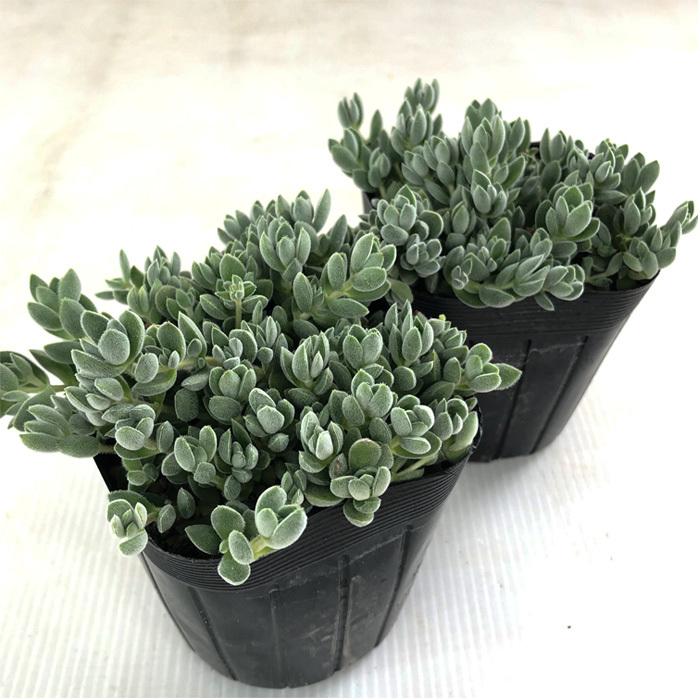 日本花キ流通 多肉植物 seクラッスラ レモータ 9cmポット