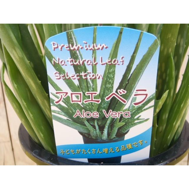 一部予約 アロエベラ 食用アロエ ジュース 万能薬 4号鉢 Kanoonostadan Ir
