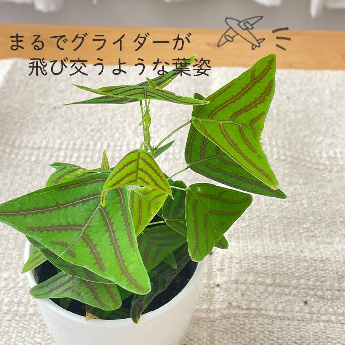 ［現品］3番　ツピタンサス　曲がり　8号　観葉植物　室内　大型　おしゃれ 楽天市場】【マラソン期間☆ポイント5倍】ツピタンサス 大型
