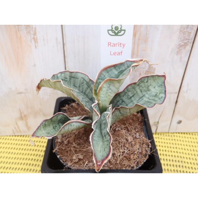 選べるサンスベリア キルキーシルバーブルー 観葉植物 フラワーネット日本花キ流通 通販 Yahoo ショッピング