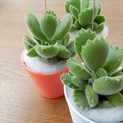 日本花キ流通 多肉植物 caコチレドン 熊童子 クマドウジ 多肉植物