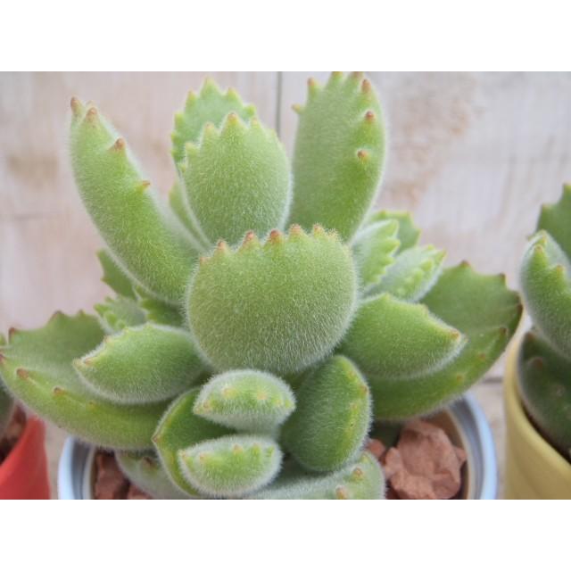 日本花キ流通 多肉植物 caコチレドン 熊童子 クマドウジ 多肉植物