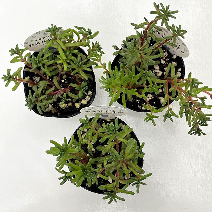 日本花キ流通 多肉植物 seセダム カエルレウム カウルレア 多肉植物