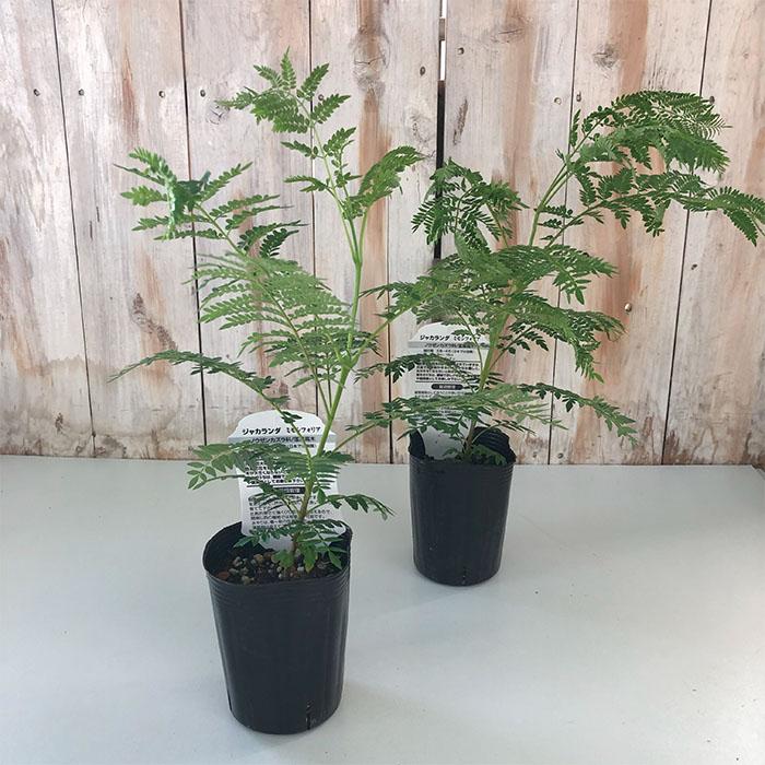 ジャカランダ 苗木 tn06-g40t050-01-01.jpg