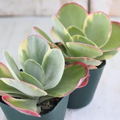日本花キ流通 多肉植物 caカランコエ 斑入りデザートローズ 多肉植物