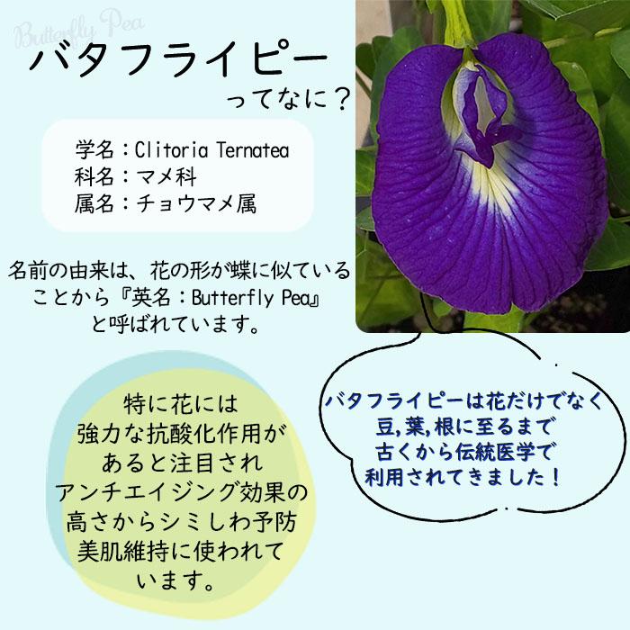 日本花キ流通 バタフライピー （蝶豆） チョウマメ クリトリア 一重