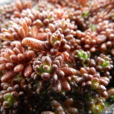日本花キ流通 多肉植物 seセダム コーラルカーペット 多肉植物 セダム