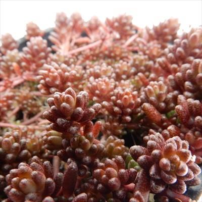 日本花キ流通 多肉植物 seセダム コーラルカーペット 多肉植物 セダム 