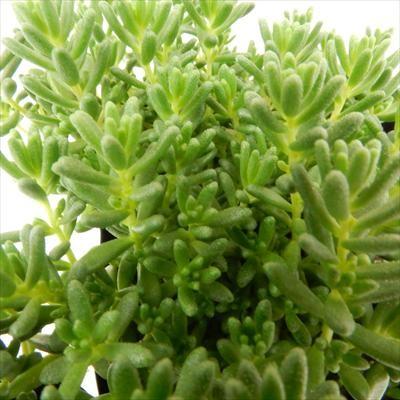 日本花キ流通 多肉植物 seセダム コーラルカーペット 多肉植物 セダム 