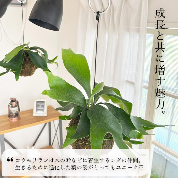 日本花キ流通 観葉植物 コウモリラン ビカクシダ ネザーランド 苔玉
