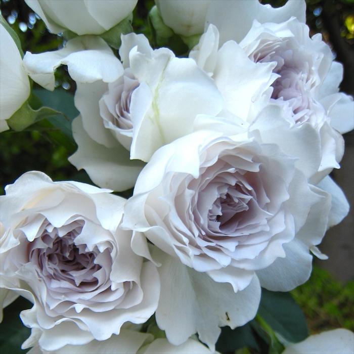 予約販売 バラ大苗 河本バラ園 ガブリエル 四季咲き 薔薇 バラ バラ苗 Hao 12月上旬以降発送 1 フラワーネット日本花キ流通 通販 Yahoo ショッピング