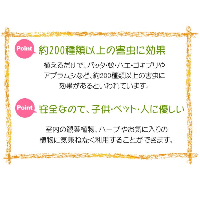 ミラクルニーム ポット苗 9cmポット 夏の虫よけ対策 サービス 観葉植物 ハーブ 天然植物性農薬