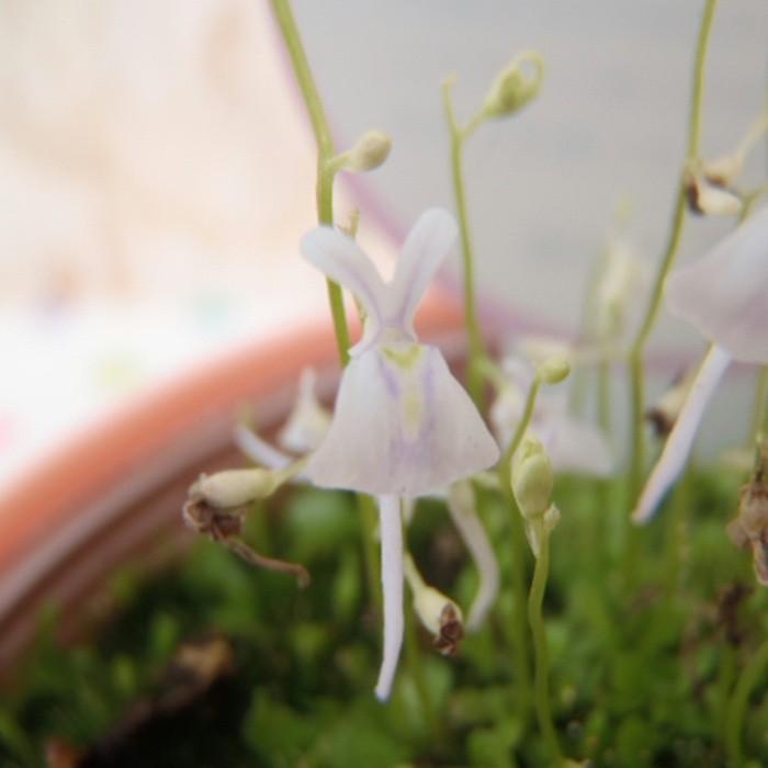 お花がうさぎにそっくり ウサギゴケ うさぎ苔 食虫植物 3号プラ鉢 フラワーネット日本花キ流通 通販 Yahoo ショッピング