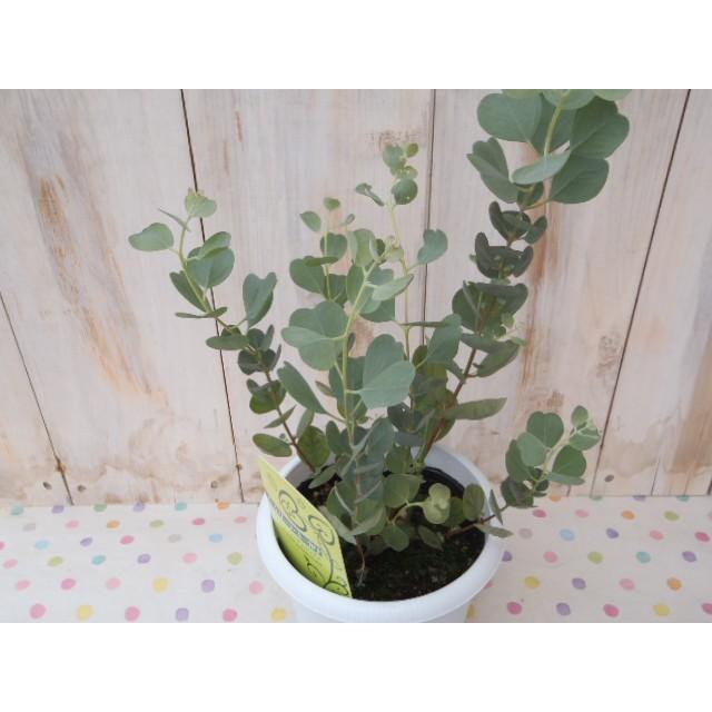 ハートリーフ ユーカリ ウェブステリアナ 観葉植物 ハーブ 4号鉢 Herb フラワーネット日本花キ流通 通販 Yahoo ショッピング