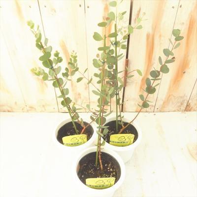 ハートリーフ ユーカリ ウェブステリアナ 観葉植物 ハーブ 4号鉢 Herb フラワーネット日本花キ流通 通販 Yahoo ショッピング