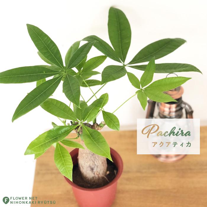 観葉植物　パキラ アクアティカ　グラブラ　編み込み仕立て ８号茶鉢　Ａ 観葉植物 パキラ アクアティカ 5号スクエア植木鉢苗 5本編み樹形