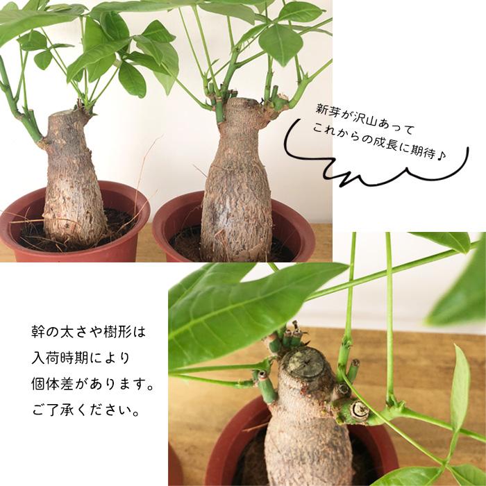 日本花キ流通 観葉植物 パキラ グラブラ 4号鉢 苗 観葉植物 小型