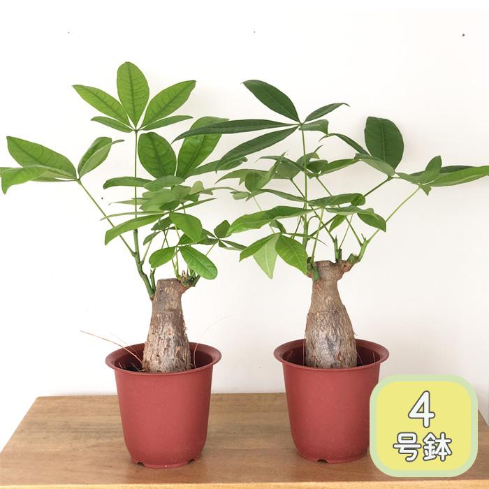 日本花キ流通 観葉植物 パキラ アクアティカ 4号鉢 苗 小型 日本花キ流通 観葉植物 パキラ アクアティカ 4号鉢 苗 小型