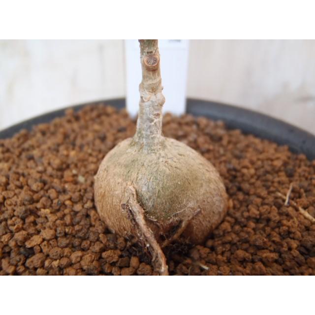 日本花キ流通 多肉植物 osフィカス アブチリフォリア おもしろ多肉植物