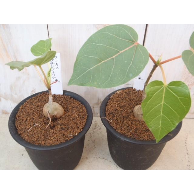 日本花キ流通 多肉植物 osフィカス アブチリフォリア おもしろ多肉植物