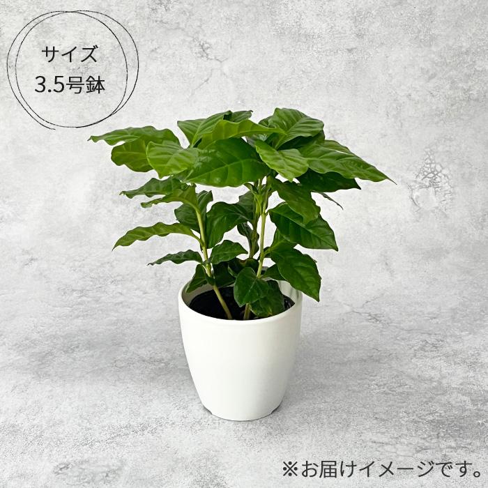 日本花キ流通 観葉植物 cot コーヒーの木 3.5号鉢 珈琲 アラビカ種  