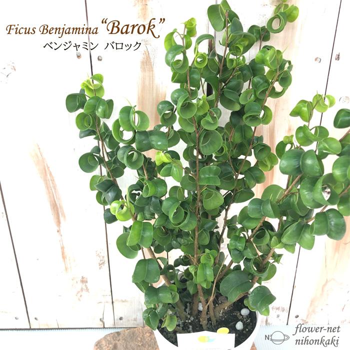 ベンジャミン バロック フィカス ４号鉢 観葉植物 インテリア おしゃれ フラワーネット日本花キ流通 通販 Yahoo ショッピング
