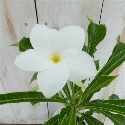 日本花キ流通 プルメリア プディカ 10.5cmポット 熱帯植物 ハワイ