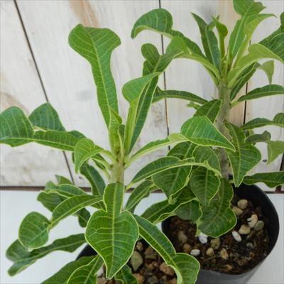 日本花キ流通 プルメリア プディカ 10.5cmポット 熱帯植物 ハワイ