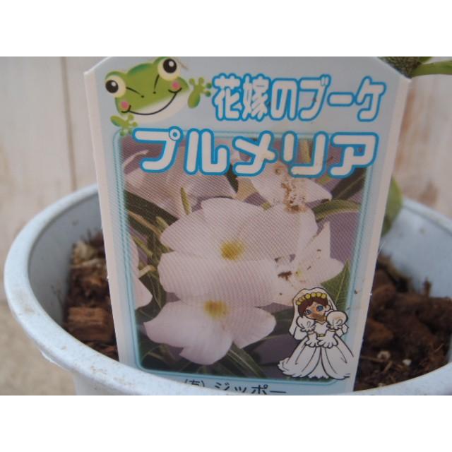日本花キ流通 プルメリア プディカ 10.5cmポット 熱帯植物 ハワイ