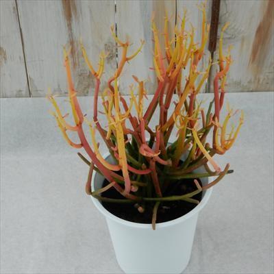 P*Y様 希少種【多肉植物】ユーフォルビア・イエローゴースト（4号深型スリット鉢 P*Y様 希少種【多肉植物】ユーフォルビア・イエローゴースト（4