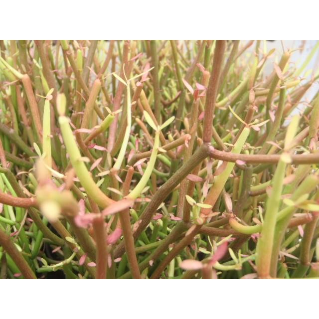 日本花キ流通 多肉植物 sdユーフォルビア ミルクブッシュ 日本花キ流通 多肉植物 sdユーフォルビア ミルクブッシュ