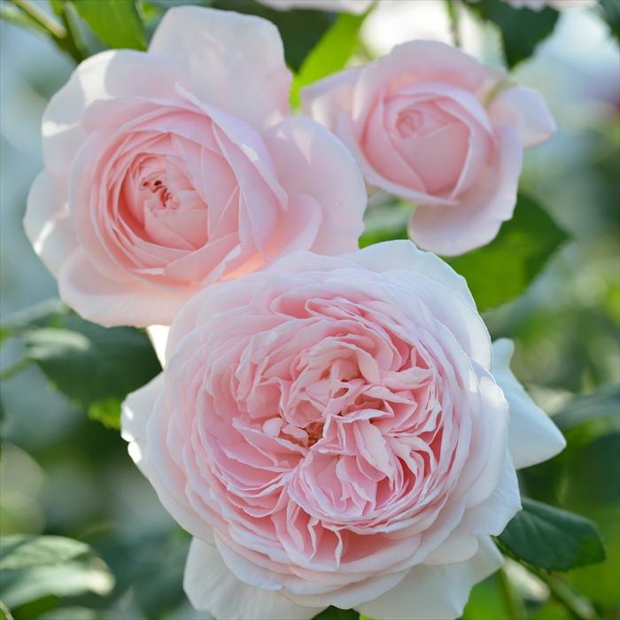 予約販売 バラ苗 バラ大苗 デルバール ナエマ 四季咲き 薔薇 ばら 送料