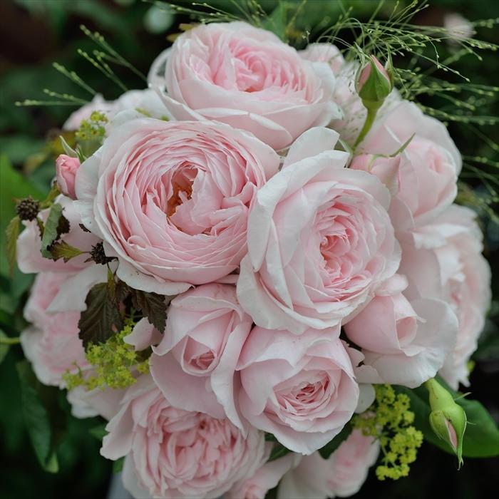 予約販売 バラ苗 バラ大苗 デルバール ナエマ 四季咲き 薔薇 ばら 送料