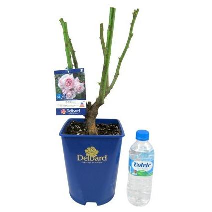 予約販売 バラ苗 バラ大苗 デルバール ナエマ 四季咲き 薔薇 バラ Hao 12月上旬以降発送 フラワーネット日本花キ流通 通販 Yahoo ショッピング