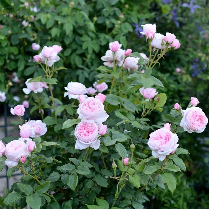 予約販売 バラ苗 バラ大苗 デルバール ナエマ 四季咲き 薔薇 ばら 送料