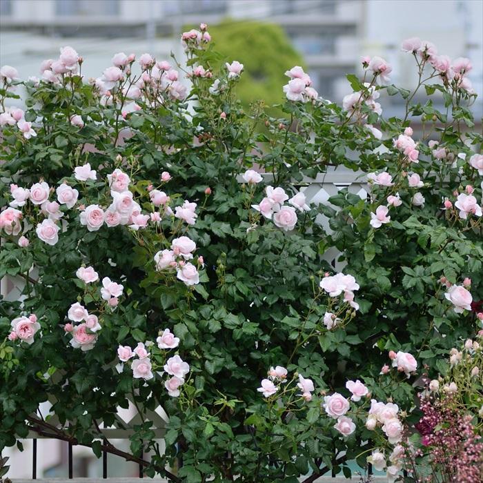 予約販売 バラ苗 バラ大苗 デルバール ナエマ 四季咲き 薔薇 ばら 送料
