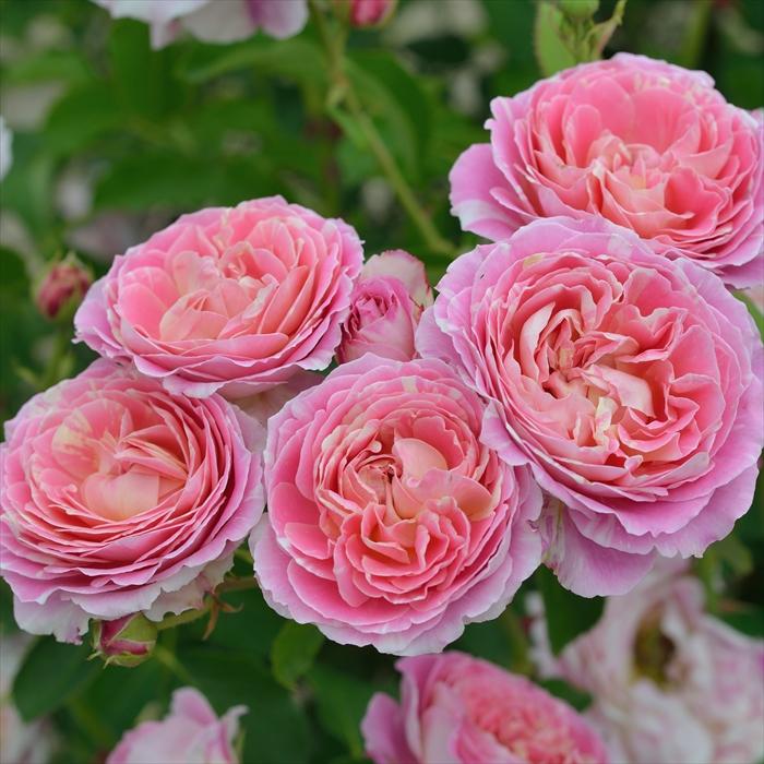 予約販売 バラ苗 バラ大苗 デルバール クロードモネ 登録品種 四季咲き