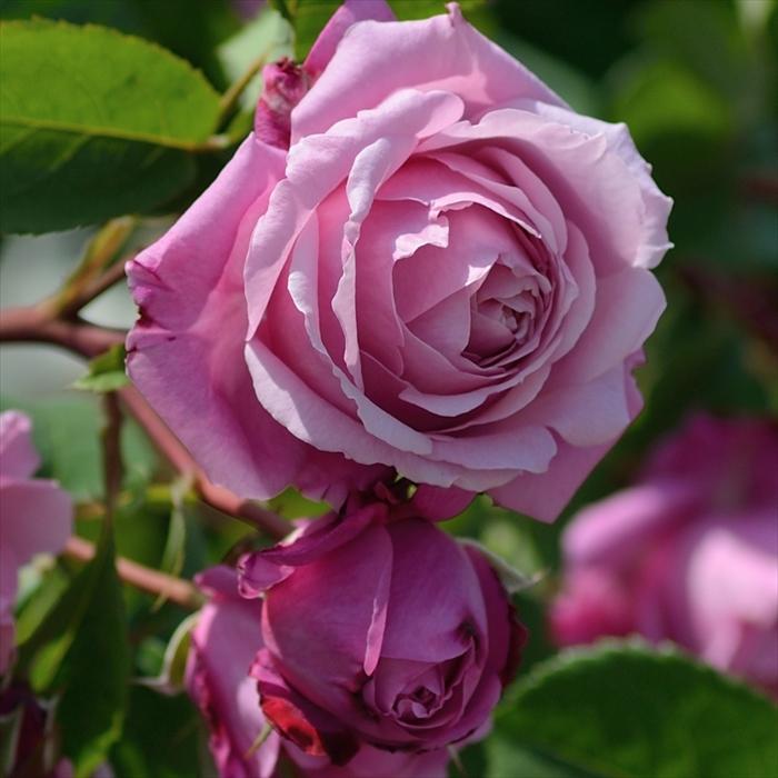 予約販売 バラ苗 バラ大苗 デルバール シャンテロゼミサト 登録品種