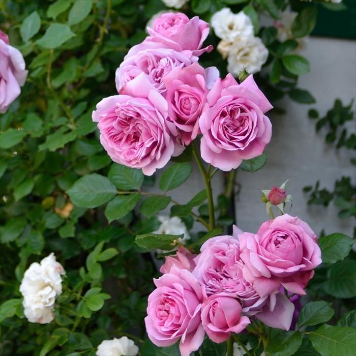 予約販売 バラ苗 バラ大苗 デルバール ビアンヴニュ 登録品種 四季咲き