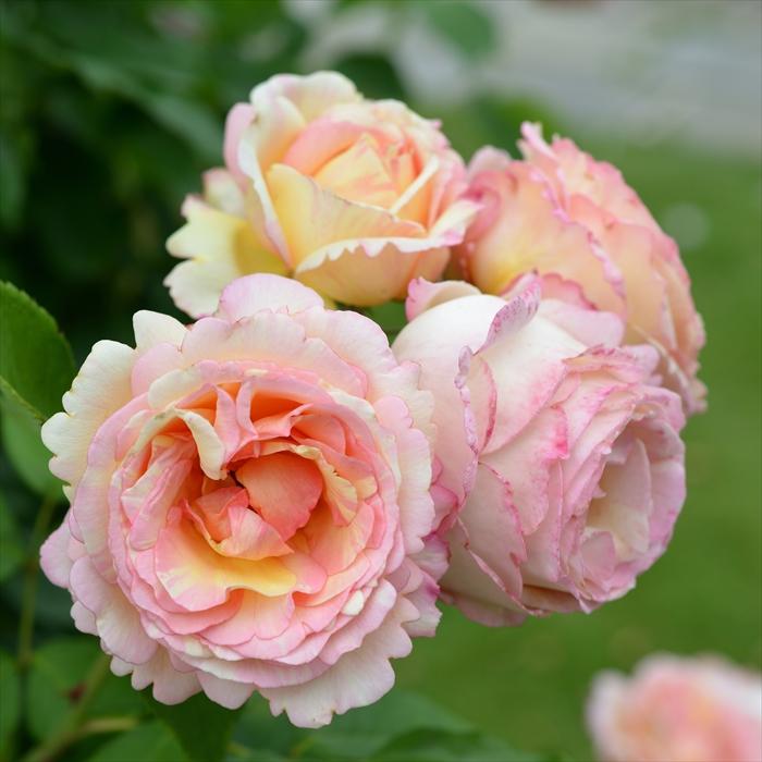 予約販売 バラ苗 バラ大苗 デルバール ペッシュボンボン 登録品種