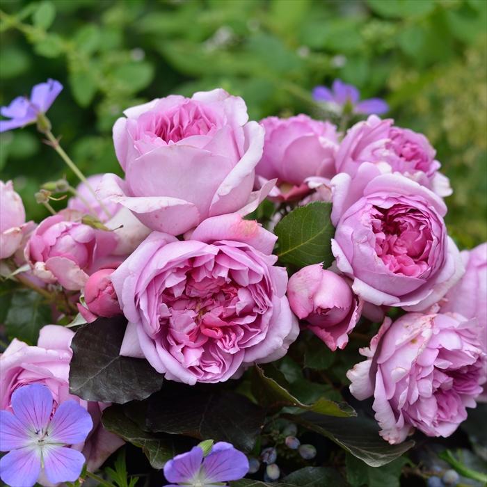 予約販売 バラ苗 バラ大苗 デルバール ローズ ポンパドゥール 登録品種