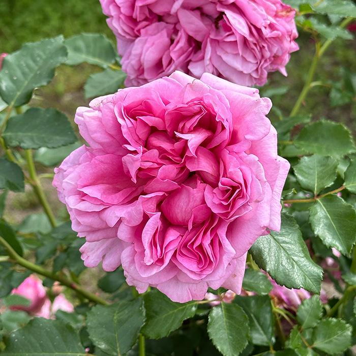 予約販売 バラ苗 バラ大苗 デルバール ローズ ポンパドゥール 登録品種