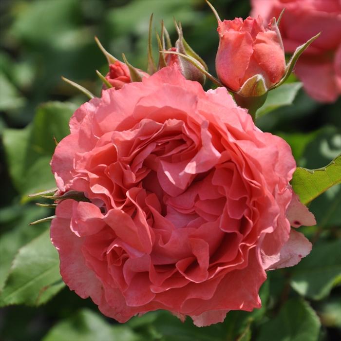 予約販売 バラ苗 バラ大苗 河本バラ園 コラーユジュレ 登録品種