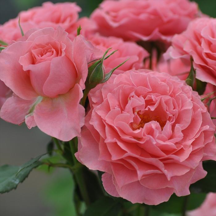 予約販売 バラ苗 バラ大苗 河本バラ園 コラーユジュレ 登録品種