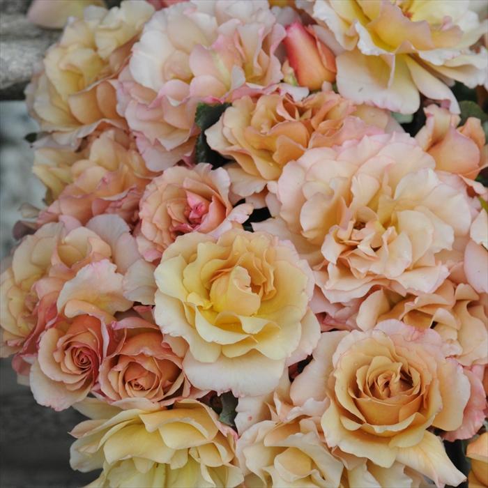 予約販売 バラ苗 バラ大苗 河本バラ園 はつね 契約品種 四季咲き 薔薇